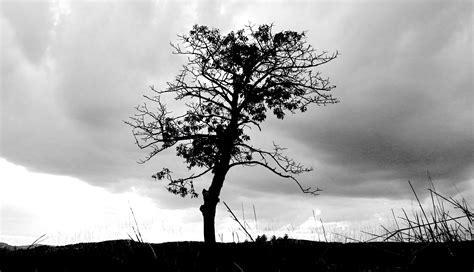 Free Images Landscape Nature Branch Cloud Black And White Sky