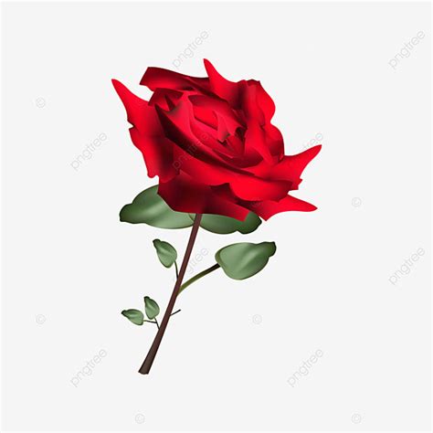 Yang Vector Hd Images Bunga Mawar Merah Yang Indah Bunga Mawar Bunga