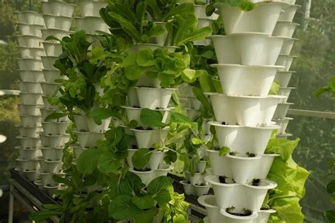 A Guide To Understand Vertical Urban Farminggardening Check How This