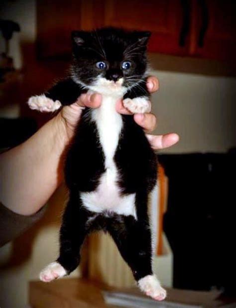 Tiny Kitten Rescued From County Dump Now All Grown Up Kitten Rescue Tiny Kitten Cute