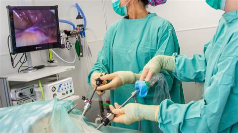 Keyhole Surgery Veterinary Laparoscopy Vets4pets