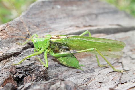 Green Grasshopper Free Image Peakpx