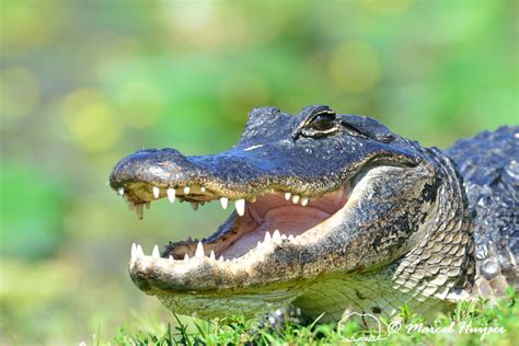 Marcel Huijser Photography Florida Wildlife American Alligator