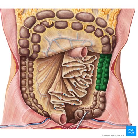 See full list on healthpages.org Right Lower Quadrant Anatomy - Anatomy Drawing Diagram