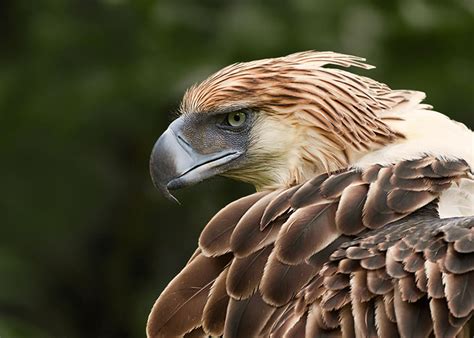 9 Largest Eagles In The World