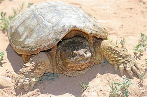 Common Snapping Turtle Chelydra Serpentina Out Of Water Stock Image