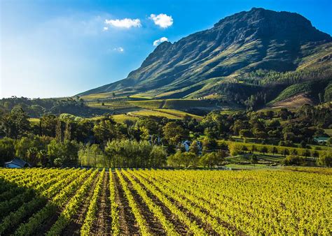 South Africa Travel Winetasting Tour Or Safari Adventure Virtuoso