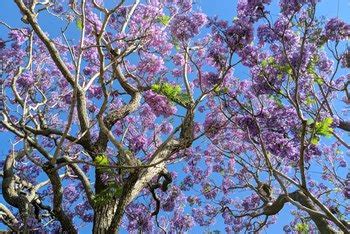 I havnt really found out for sure what it is. What Types of Trees Have Purple Flowers? | Home Guides ...