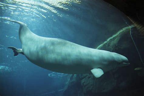 Image Shows Beluga Whale Calf Being Born Friday Night At At Georgia