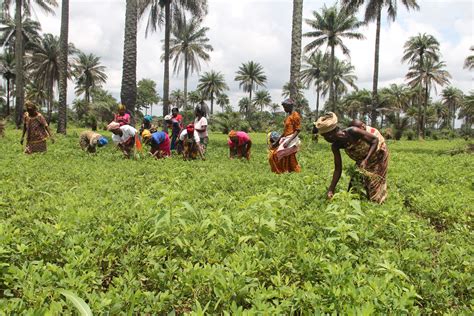Strengthening Womens Cooperatives In Sierra Leone Resource Mobilization Food And