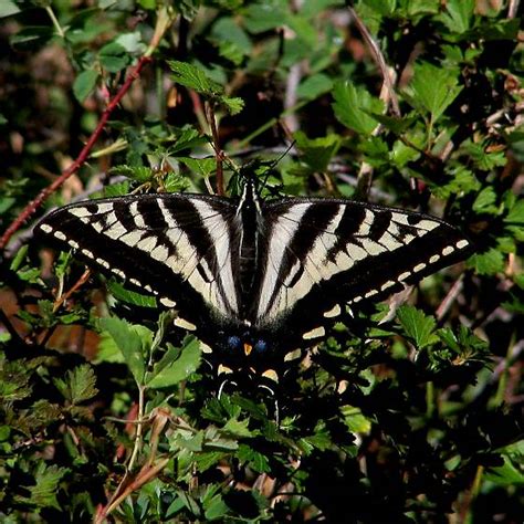 Pale Swallowtail On A Bush Papilio Eurymedon Bugguide Net