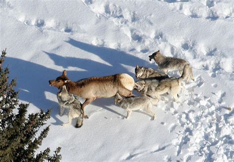 Yellowstone Elk Are Skilled At Working Around Wolfs Schedule Study