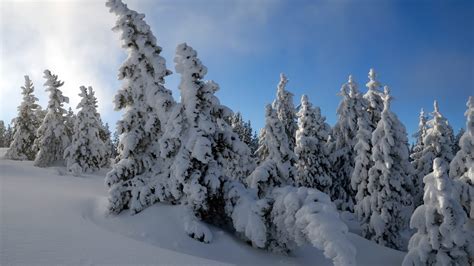 snow trees hdtv p wallpapers hd wallpapers id