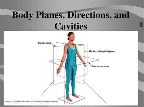 Anatomical Quadrants Identifying Body Orientation And Direction Body