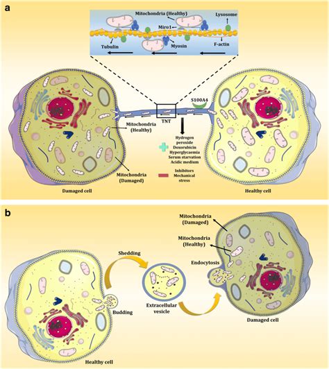 Mechanism Of Mitochondrial Transfer From Stem Cells A Transfer Of