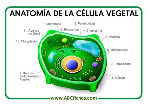 Anatomia Celula Vegetal Abc Fichas