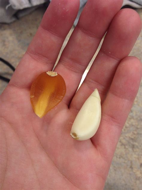 This Garlic Clove Is Transparent Yellow Instead Of White