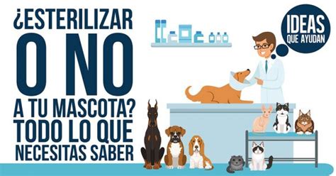 ¿esterilizar O No A Tu Mascota Todo Lo Que Necesitas Saber