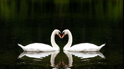 Wallpaper Swan Couple Lake Cute Animals Love Animals 4510