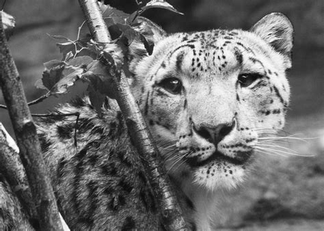 Snow Leopard Black And White Brandon Flickr