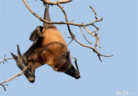 indian flying fox northern india bird images from foreign trips gallery my world of bird