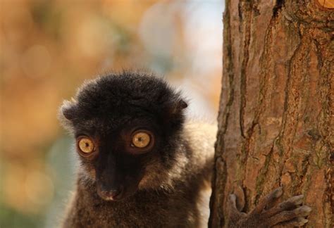 Premium Photo The White Headed Lemur Eulemur Albifrons Also Known As