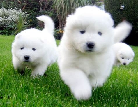 By working directly with breeders we carefully select the puppies that will have the best health, looks, and temperament for your family. Samoyed Puppies For Sale | Rochester, NY #146995 | Petzlover