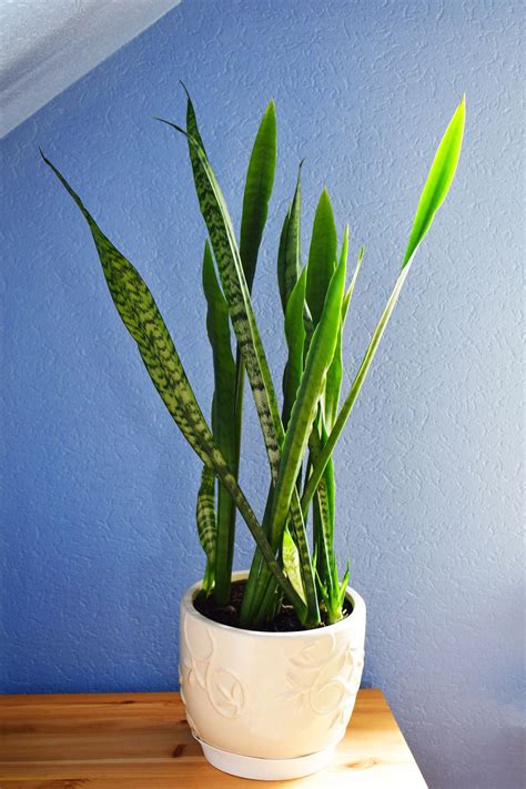 Indoor Plants That Grow Tall And Narrow Krkfm