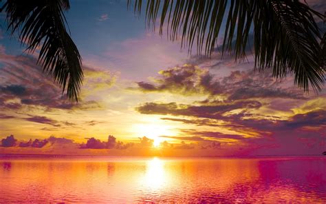 Sunset Palms Sea Beautiful Nature Landscape Water Sky