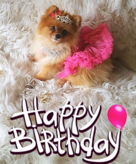 Pomeranian Birthday Meme Birthdaybuzz