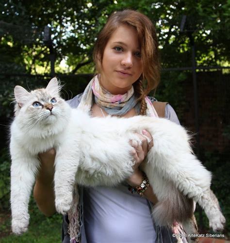 Full Grown Siberian Cat