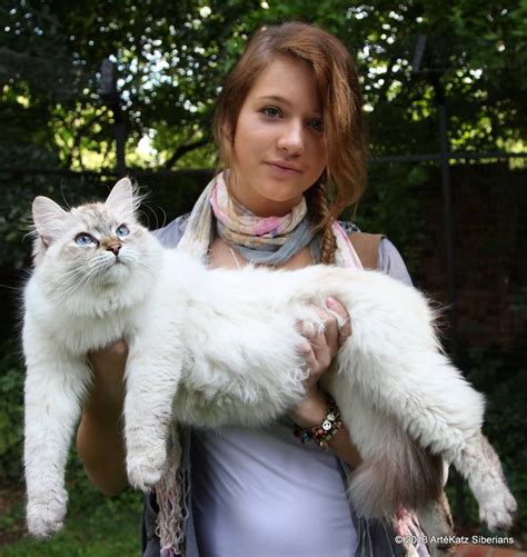 They are the 2nd largest sometimes white cats have blue eyes, sometimes they have green or gold eyes, and sometimes one. Pin by Maria Kelley on Russian Siberian Cats | Siberian ...