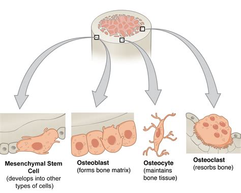 Bone Composition Part 1 Bone Cells Biogennix
