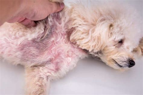 Dog Skin Conditions Information And Advice Vetbabble