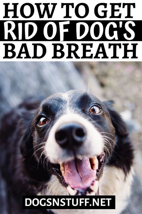 How To Get Rid Of Dog Bad Breath Bad Dog Breath Dog Breath Dog Mom