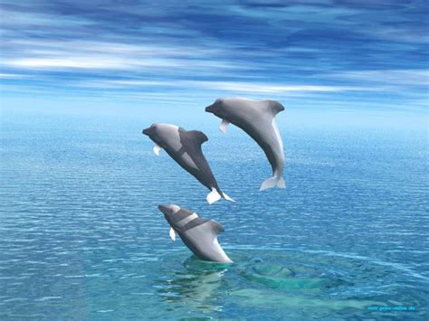 Dolphins Wallpaper Free 3d Desktop Wallpapers