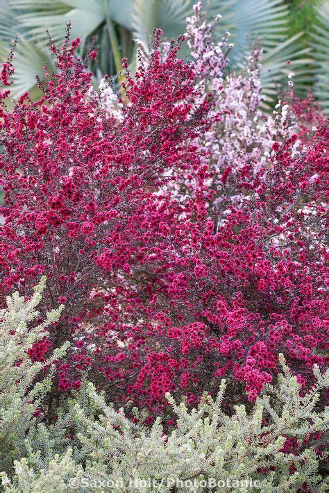 Plants rhizome how to attract birds red flowers evergreen shrubs drought resistant drought resistant plants mild winter california. Red, magenta flowering drought tolerant shrub Leptospermum ...
