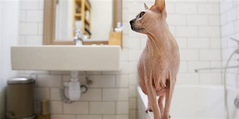 Sphynx Skin Care Everything You Need To Know To Care For Your Pet