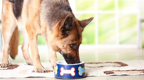 The 9 Best Dog Foods For German Shepherds