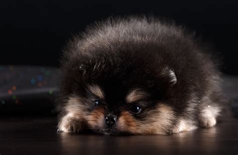 63 Teacup Pomeranian Black Puppy L2sanpiero