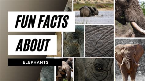 🐘top 10 Fun Facts About Elephants Facts About Elephants Top 10