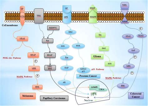 Schematic Diagram Showing The Rasraf Signalling Pathway With Different