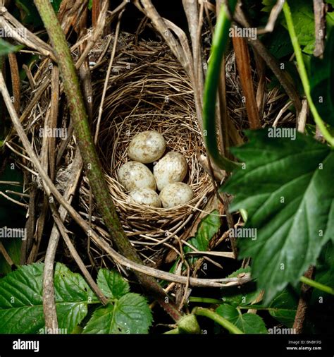 Garden Warbler Sylvia Borin Nest Of A Bird With Eggs In The Nature