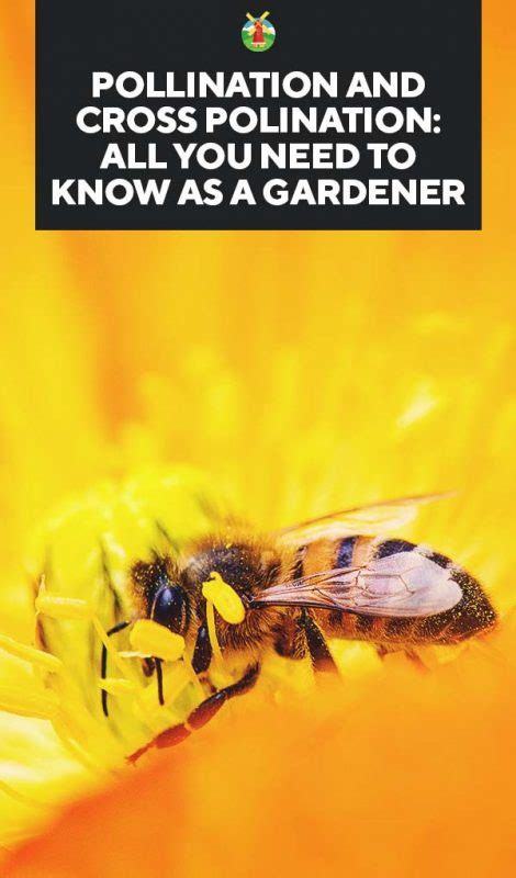 Pollination And Cross Polination All You Need To Know As A Gardener