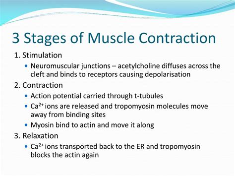 Ppt Contraction Of Skeletal Muscle Powerpoint Presentation Free Download Id1713396