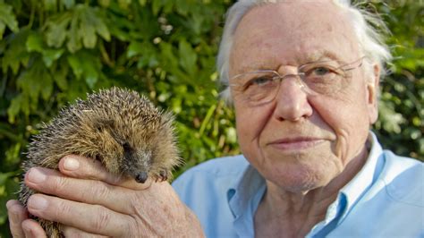 Hedgehog Clip Episode 2 David Attenboroughs Natural Curiosities