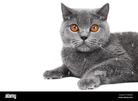 British Shorthair Cat Isolated Stock Photo Alamy