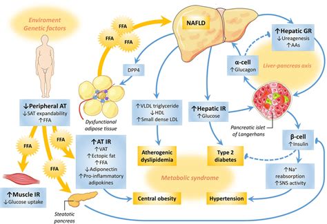 Pathophysiology Of Nafld As A Continuum From Obesity To Metabolic