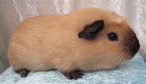 Pin På Guinea Pigs And More Critters