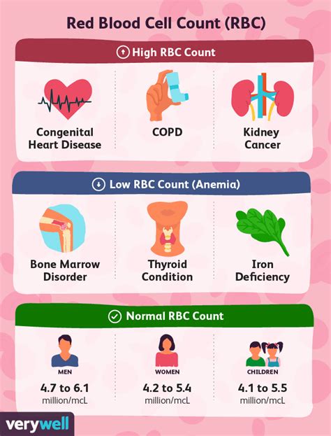 Understanding The Red Blood Cell Rbc Count